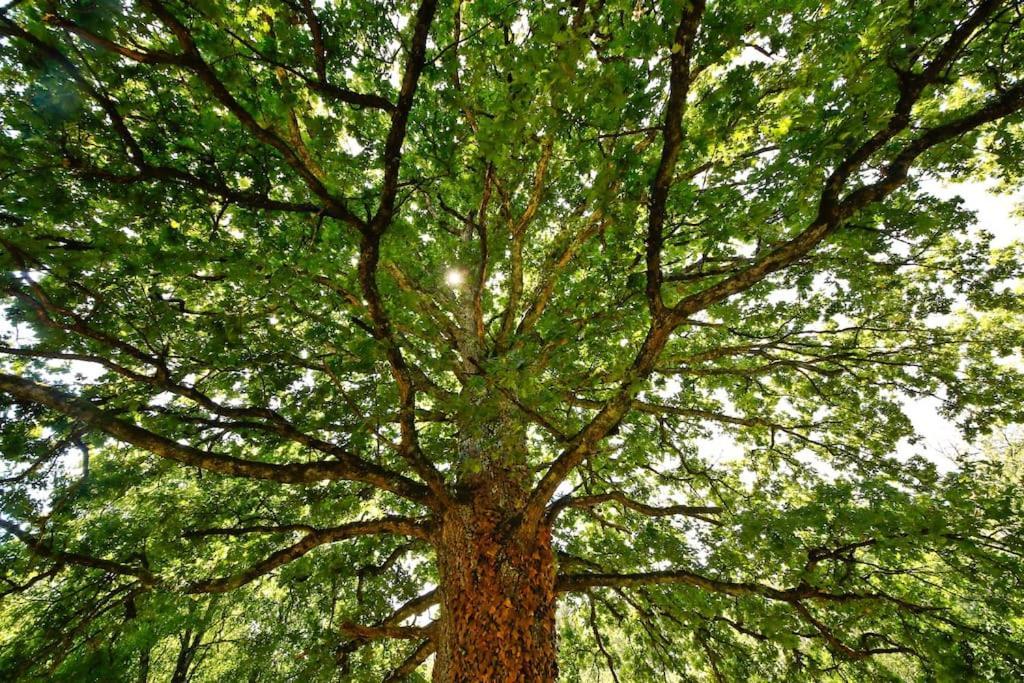 Domaine La Faix, Gite La Forestiere Saint-Plaisir Экстерьер фото